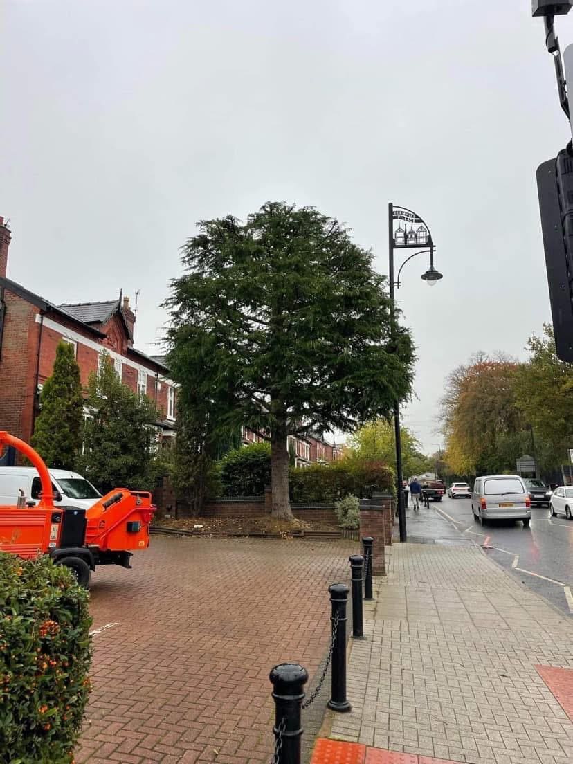 Street tree pruning and maintenance work