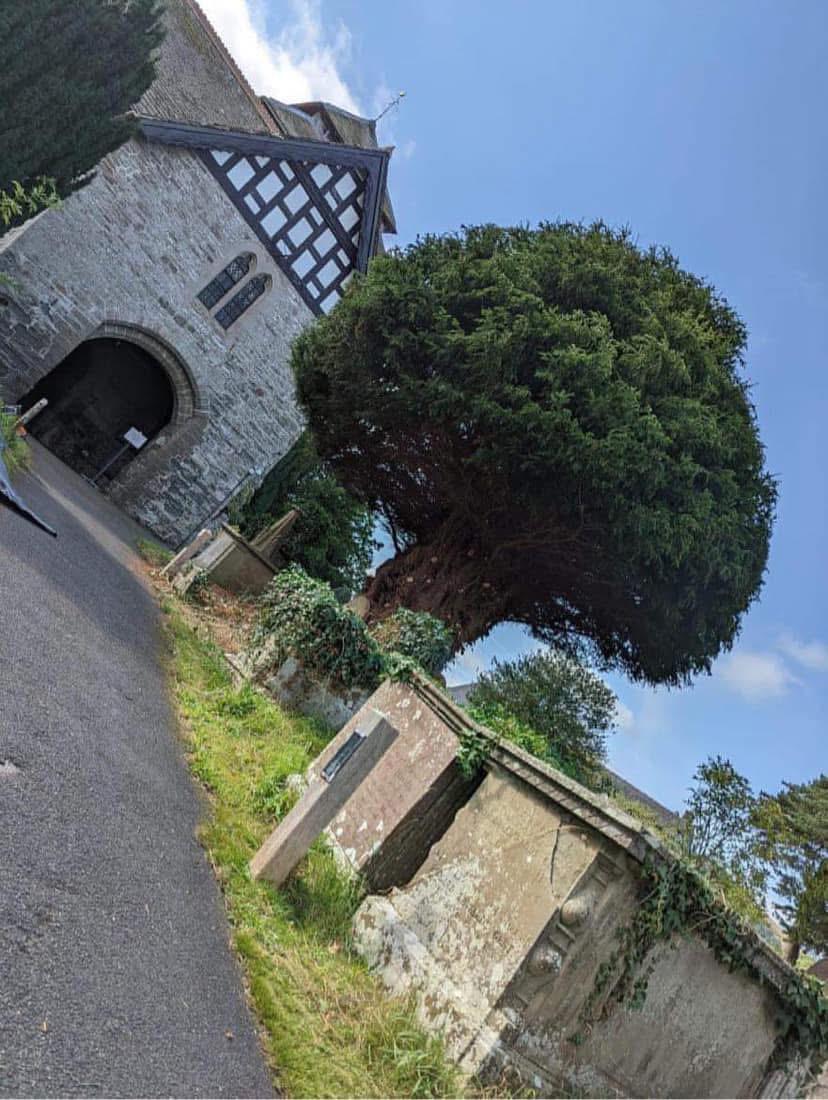 Professional tree surgeon pruning a large mature tree in a Glasgow residential garden